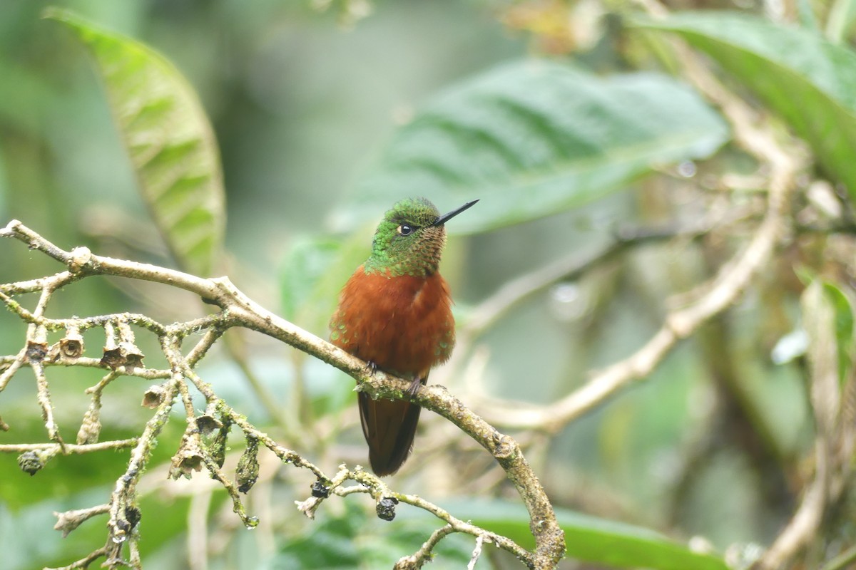 Chestnut-breasted Coronet - ML646419368
