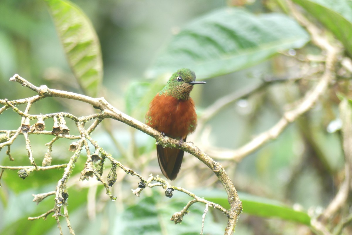 Chestnut-breasted Coronet - ML646419370