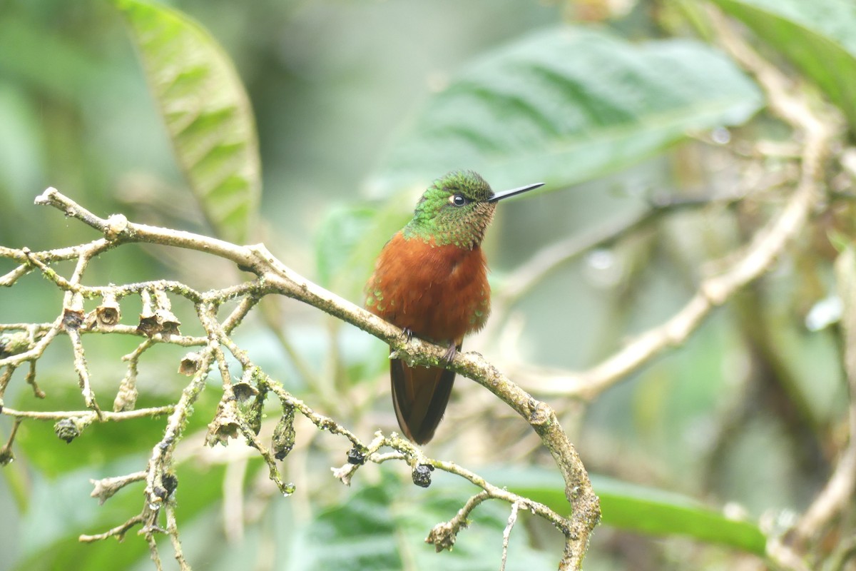 Chestnut-breasted Coronet - ML646419371
