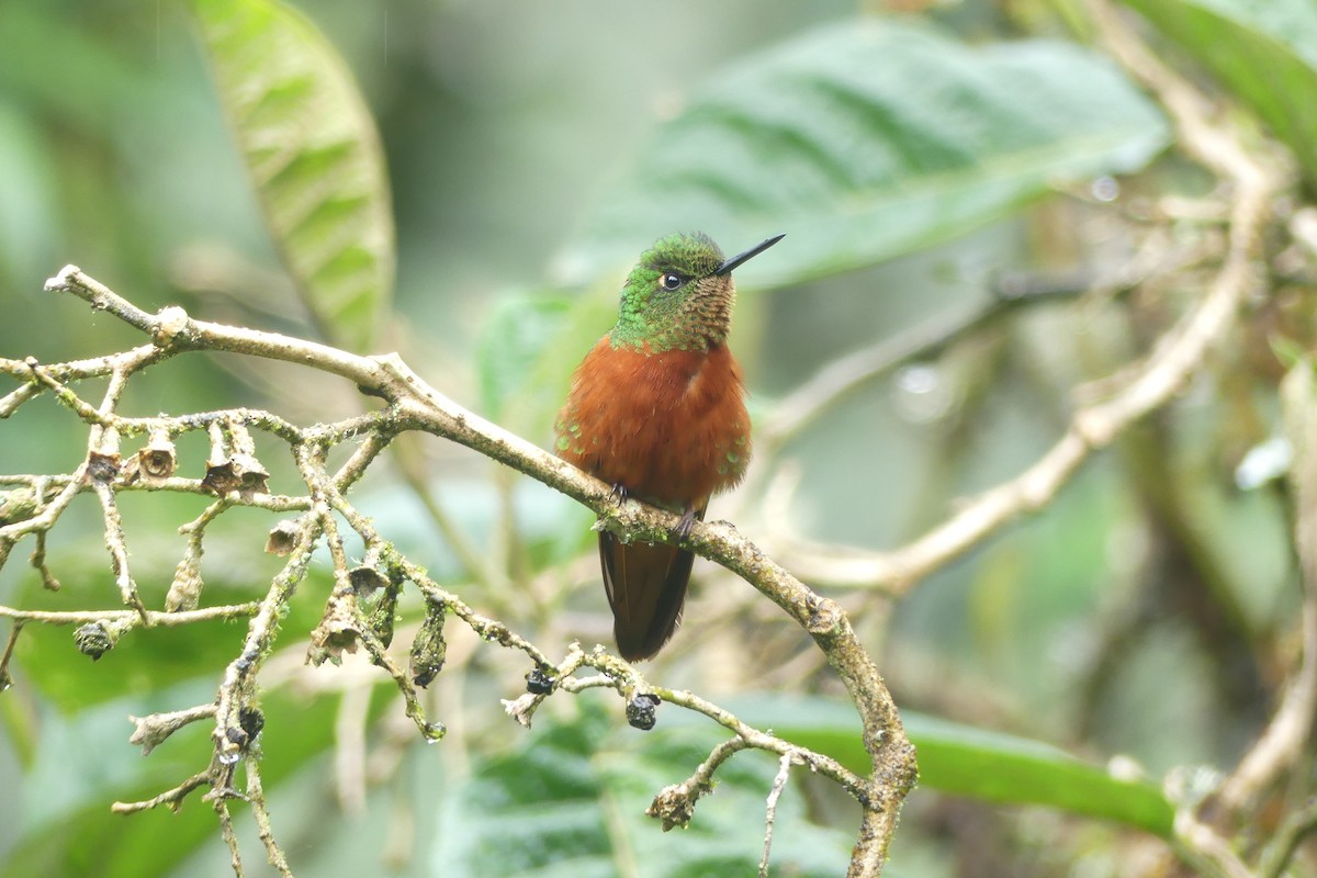 Chestnut-breasted Coronet - ML646419372