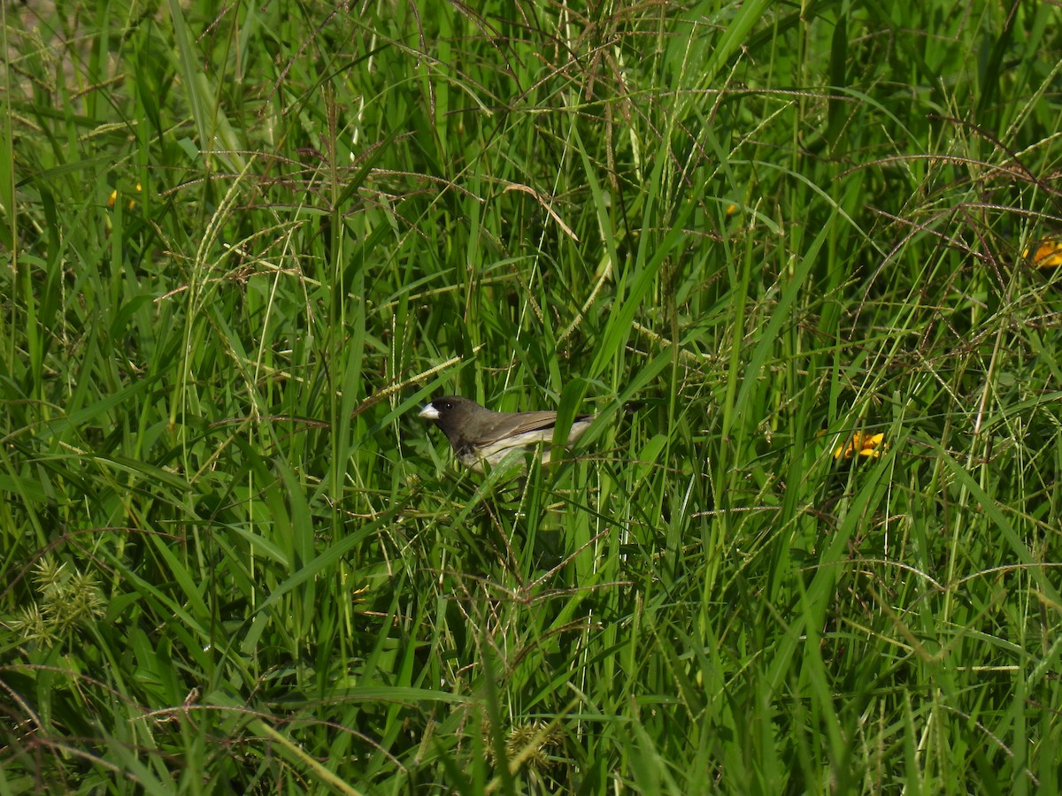 Yellow-bellied Seedeater - ML646419373