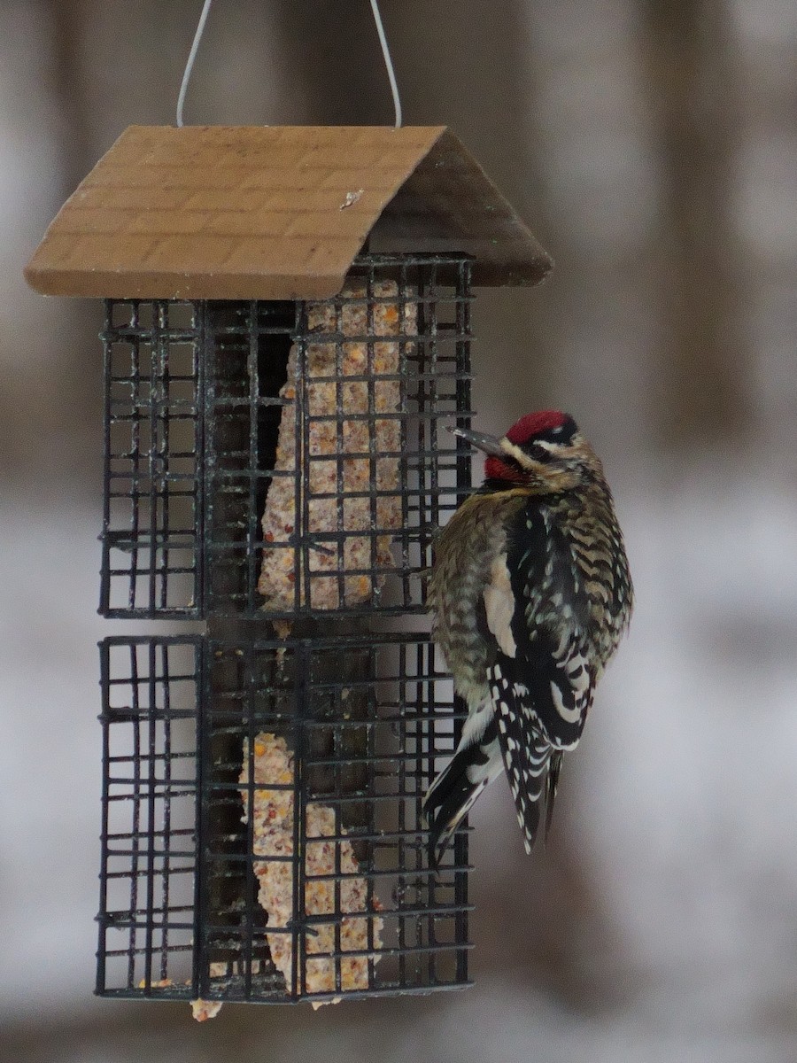 datel rudohrdlý - ML646419374