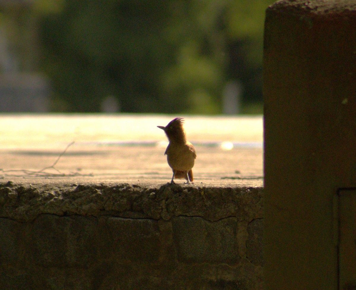 Brown Cacholote - ML646419376