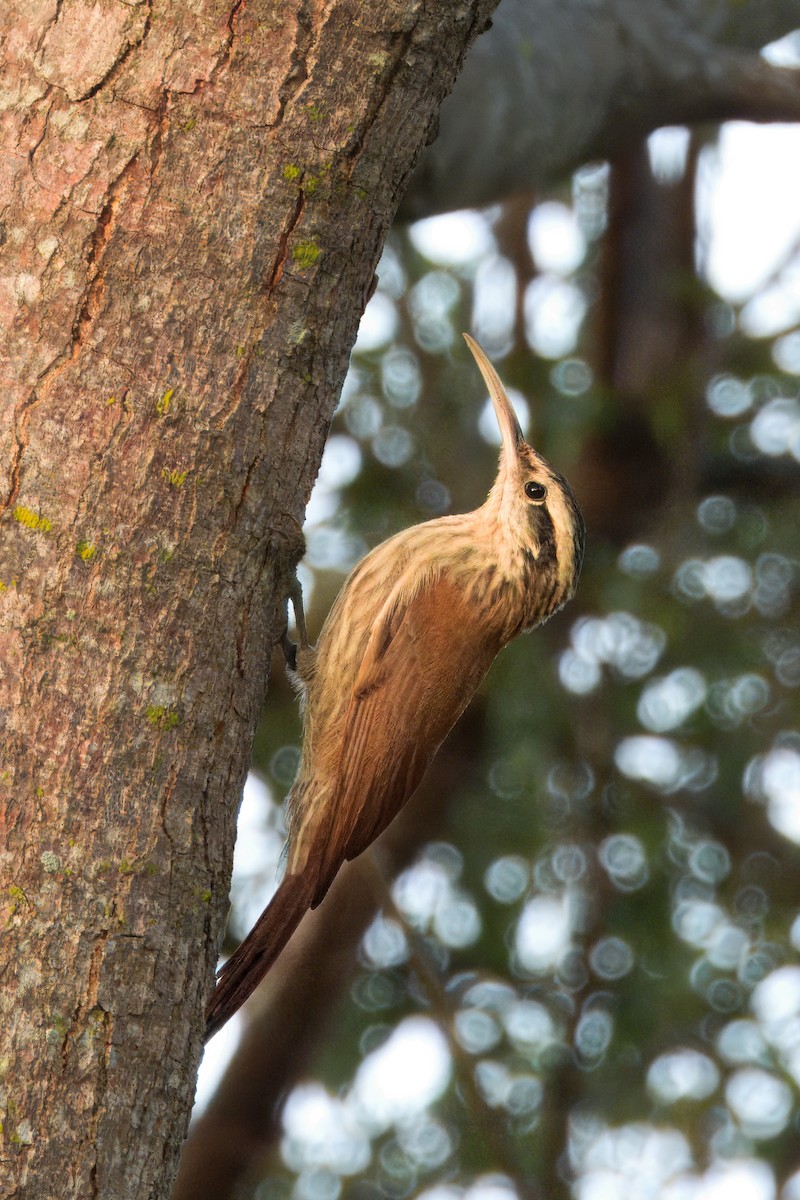 Narrow-billed Woodcreeper - ML646419377