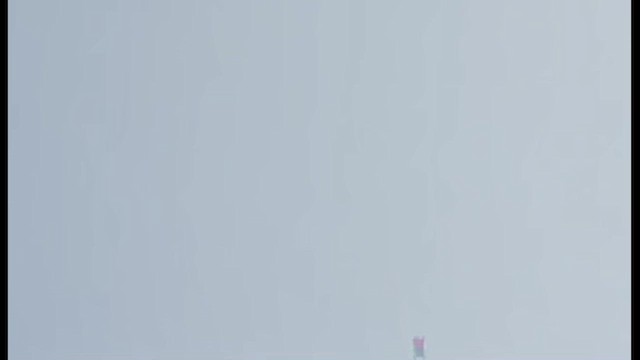 Brown Booby - ML646419378