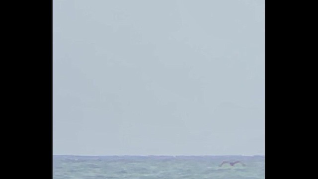 Brown Booby - ML646419379