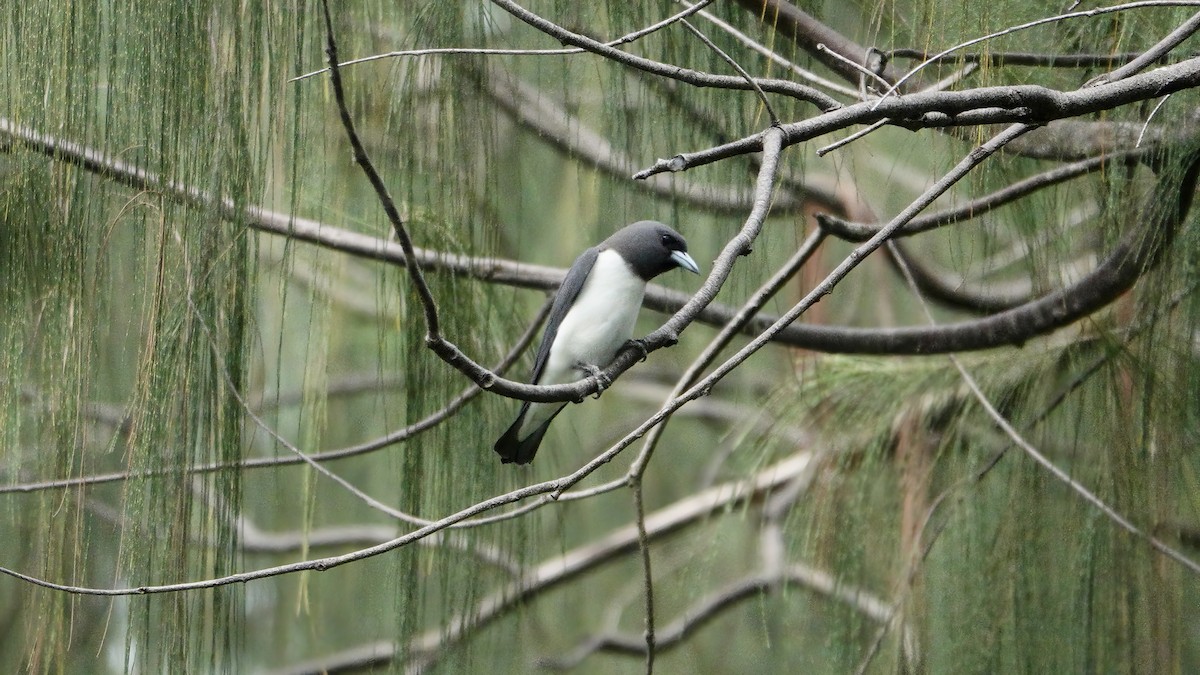 White-breasted Woodswallow - ML646419381