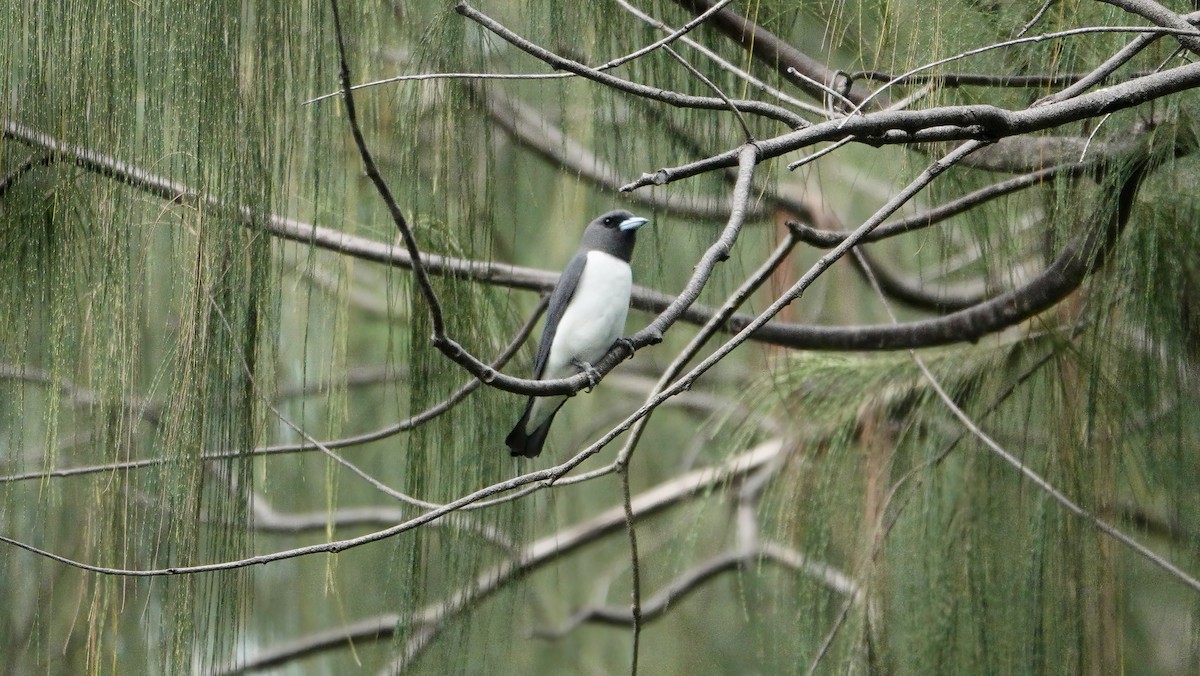 White-breasted Woodswallow - ML646419382