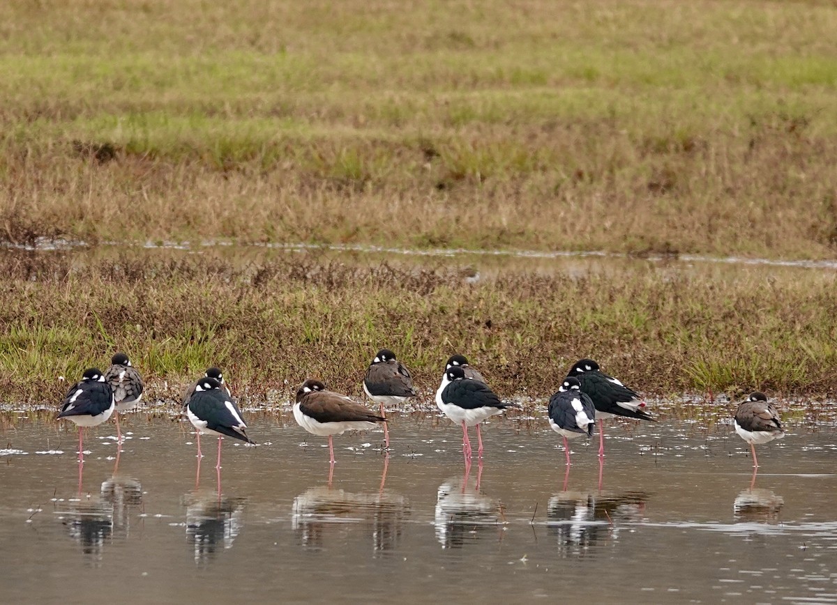 pisila černokrká - ML646419383