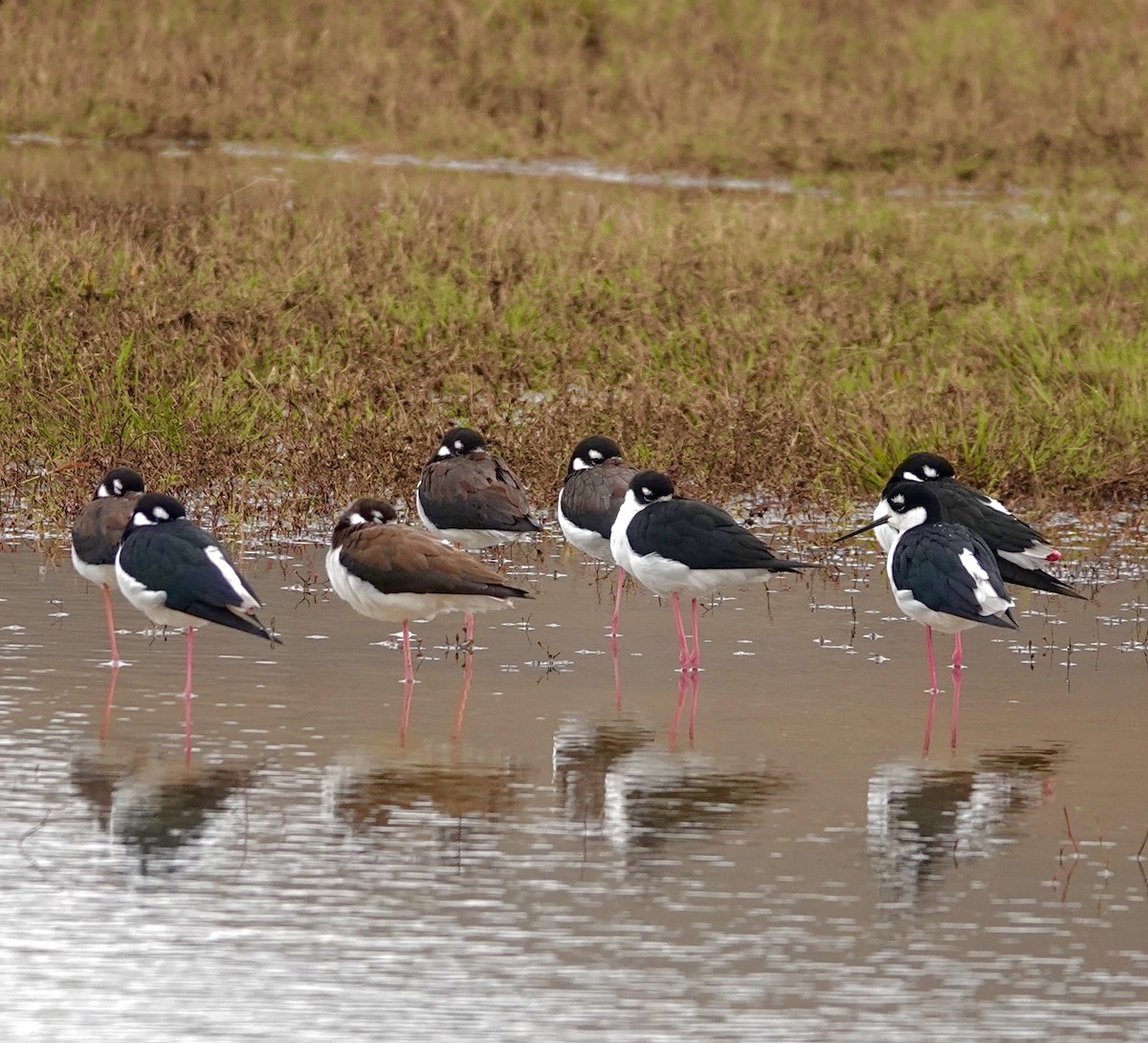 pisila černokrká - ML646419384