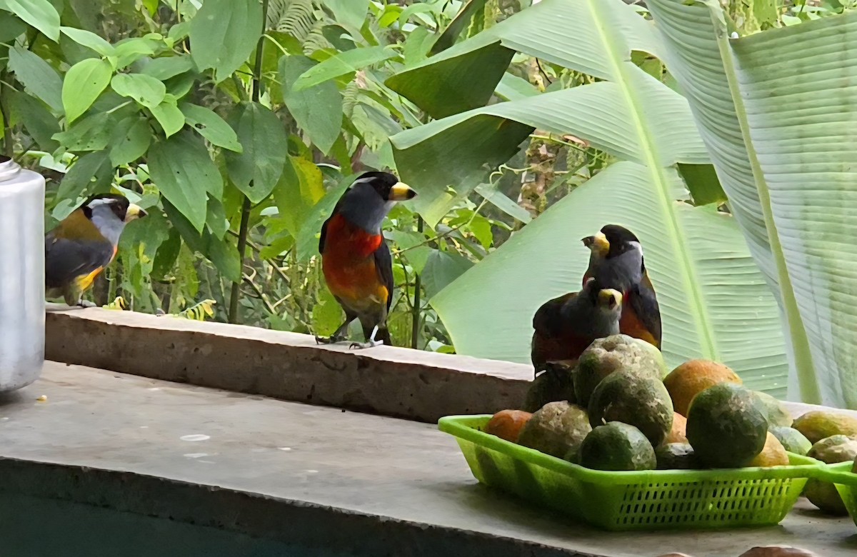 Toucan Barbet - ML646419385