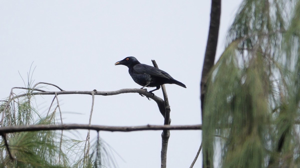 Singing Starling - ML646419386