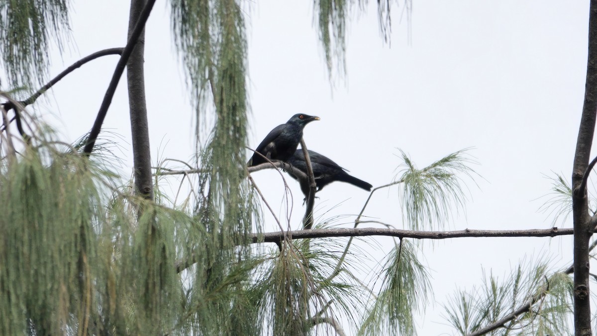 Singing Starling - ML646419388