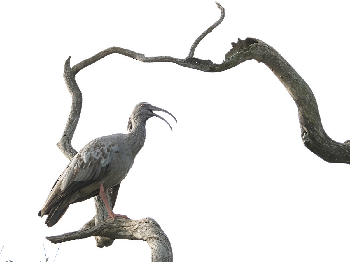 Plumbeous Ibis - ML646419396