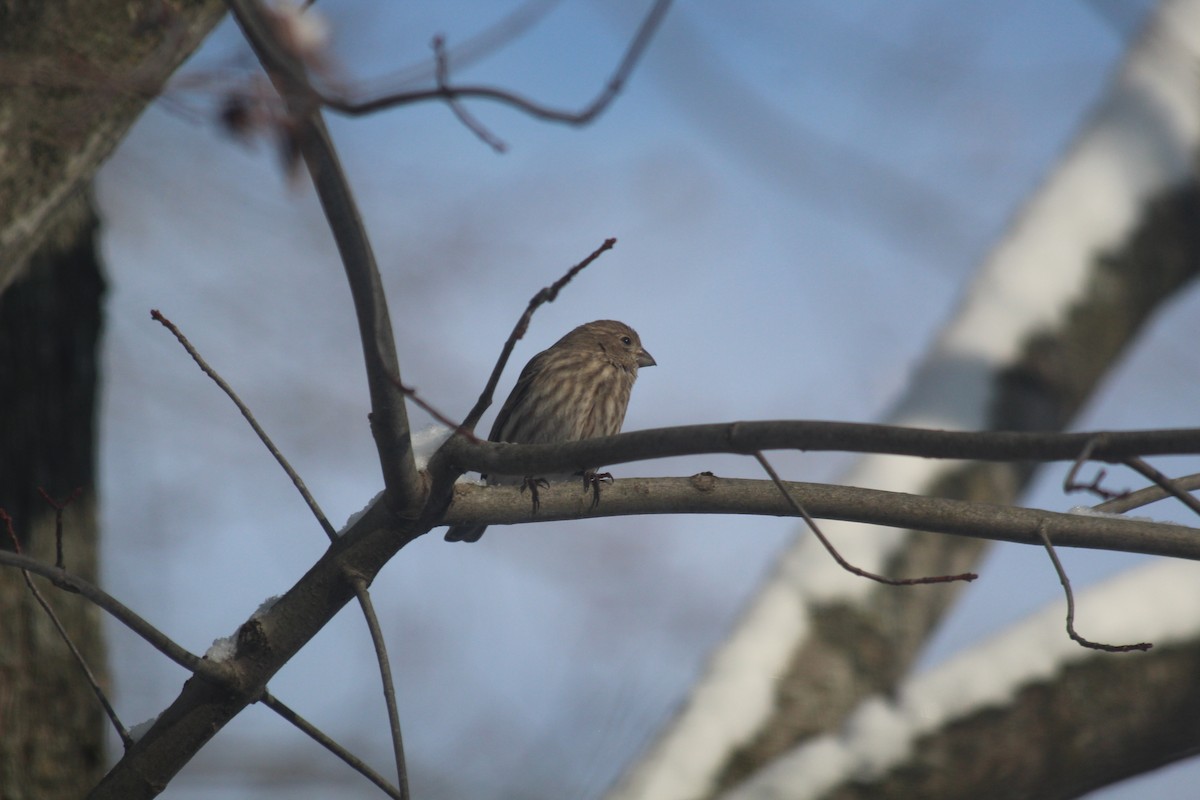 House Finch - ML646419397