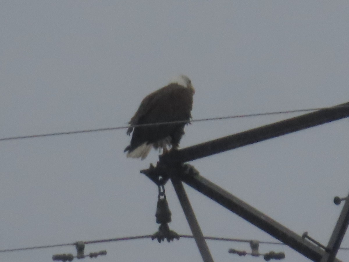 Bald Eagle - ML646419399