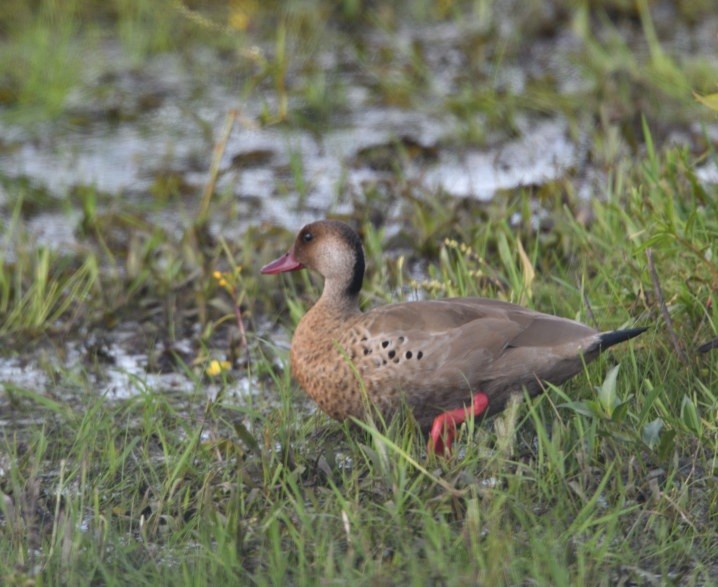 Brazilian Teal - ML646419400