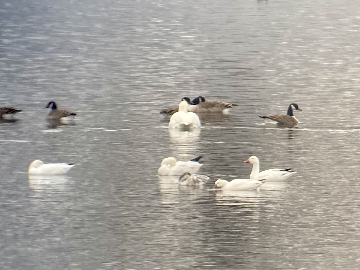 Ross's Goose - ML646419405