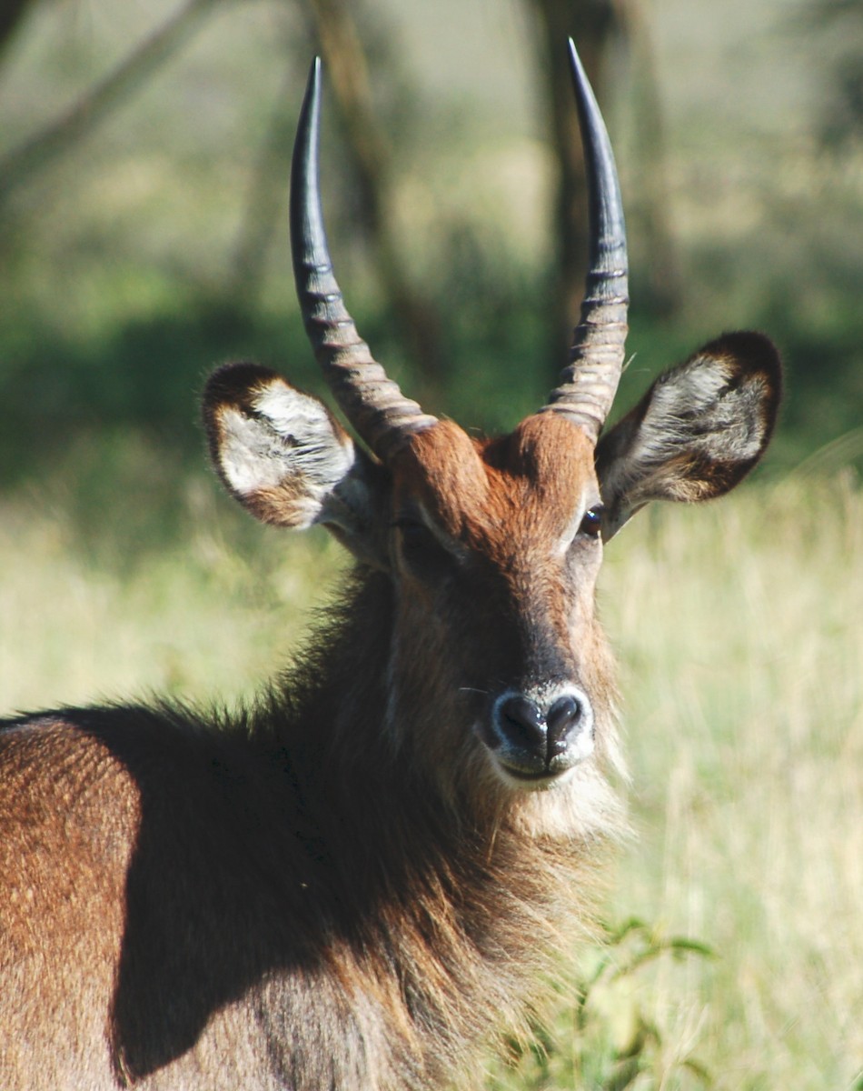 Cobe onctueux - ML646419406