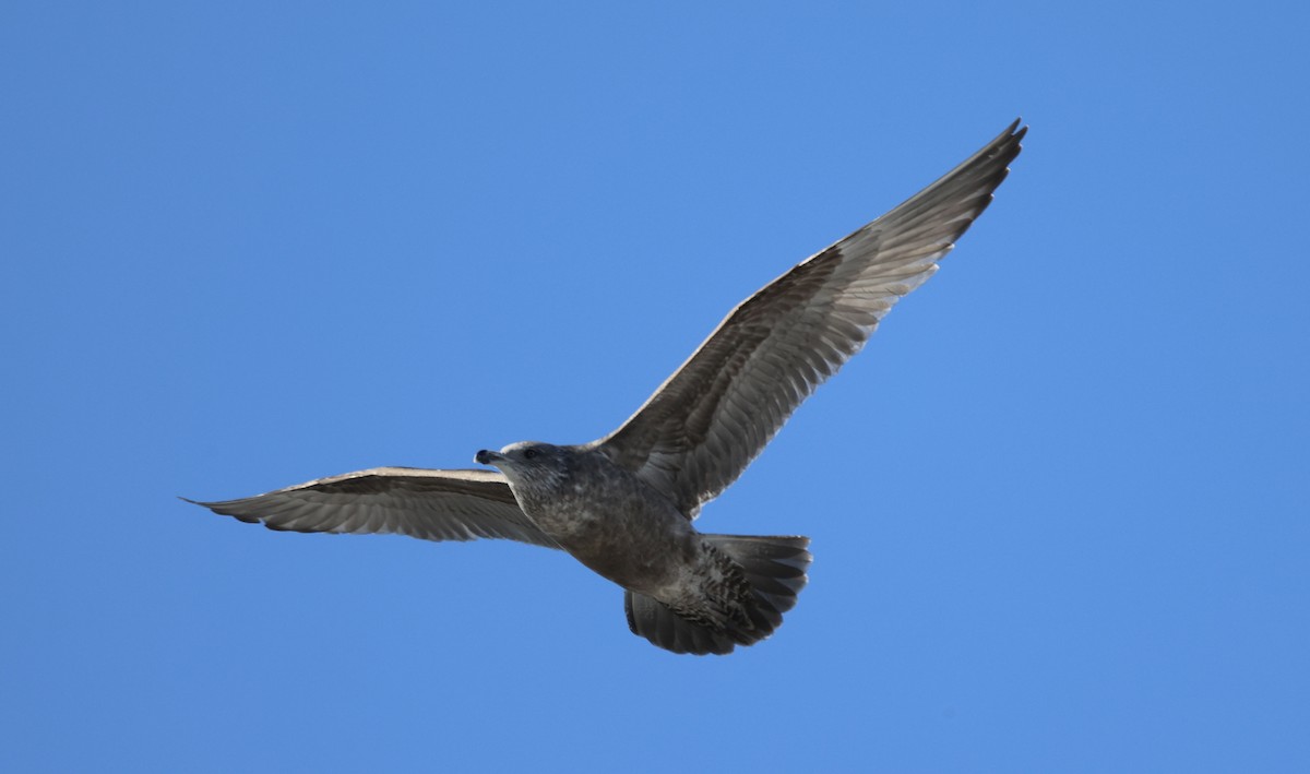 American Herring Gull - ML646419408