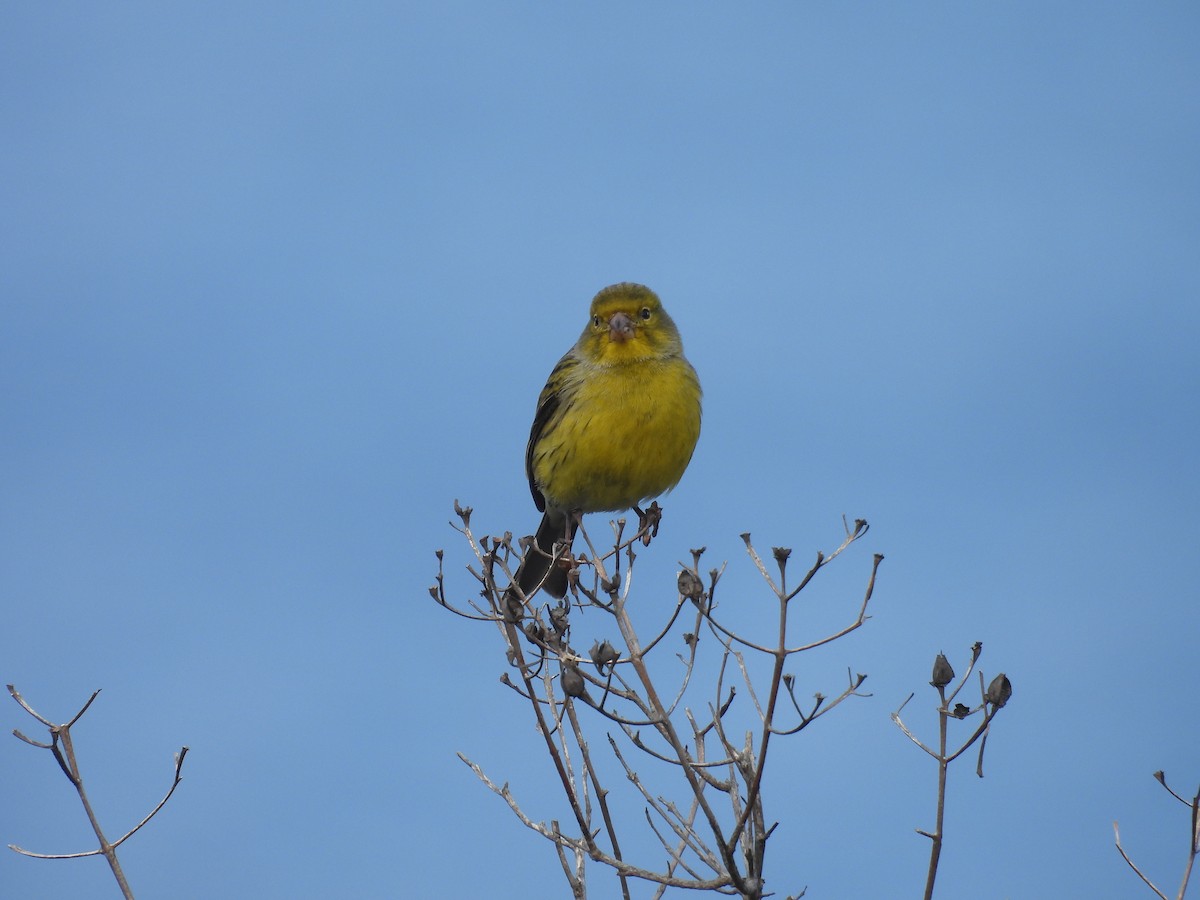 kanár divoký - ML646419409