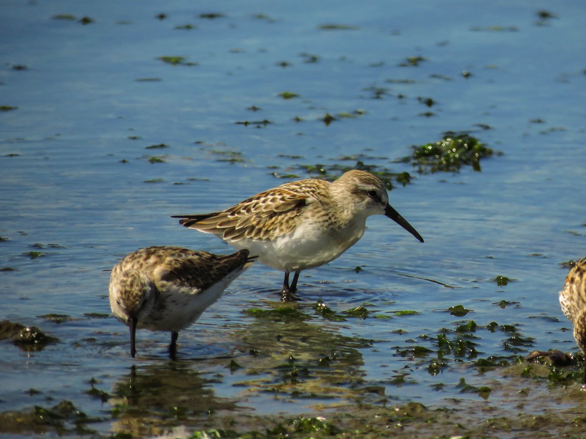 Western Sandpiper - ML64641941