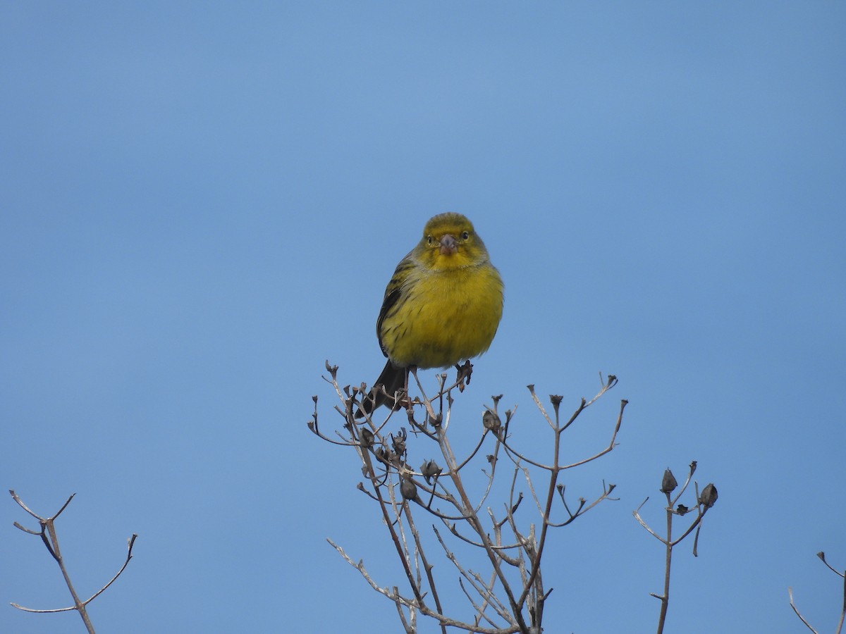 kanár divoký - ML646419410