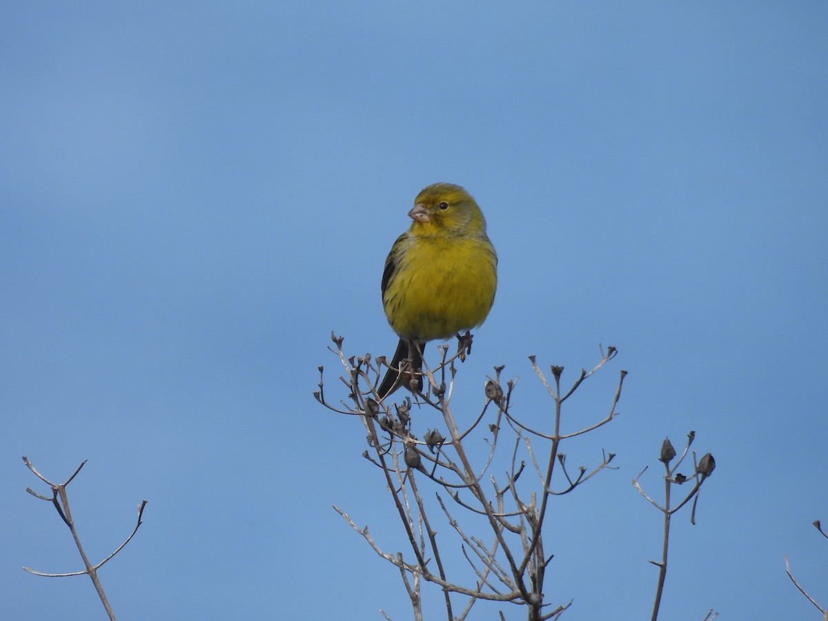 kanár divoký - ML646419411