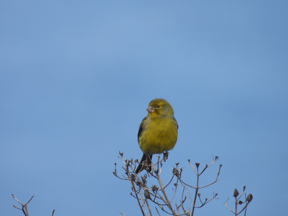 kanár divoký - ML646419412