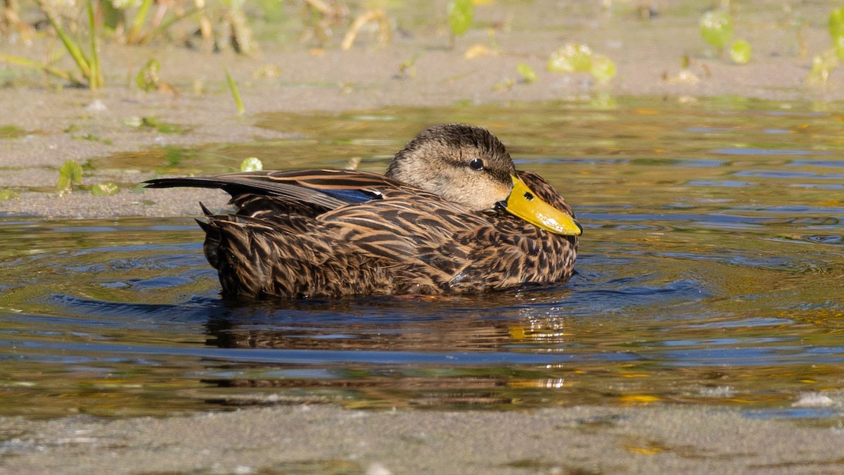 Mottled Duck - ML646419413