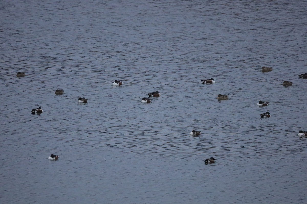 lžičák pestrý - ML646419414