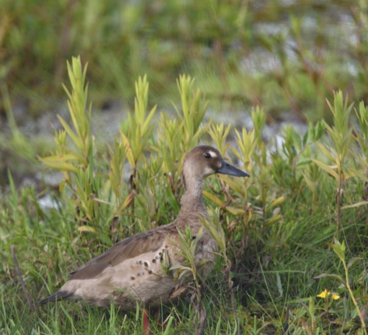 Brazilian Teal - ML646419416