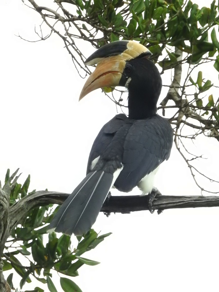 Malabar Pied-Hornbill - ML646419417