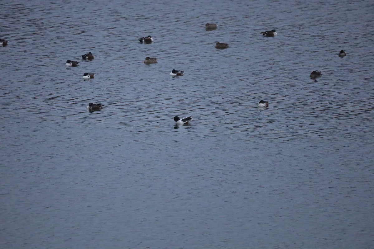 lžičák pestrý - ML646419424