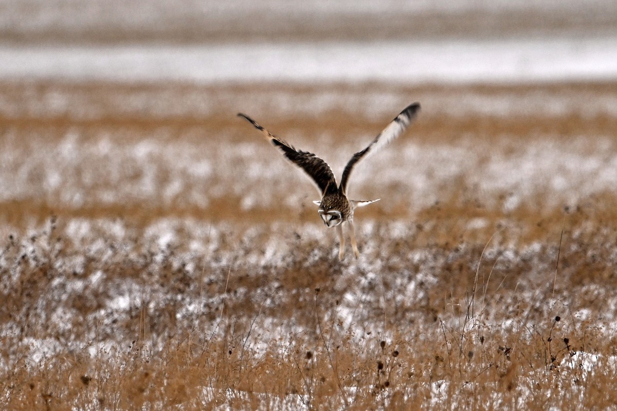 Short-eared Owl - ML646419426