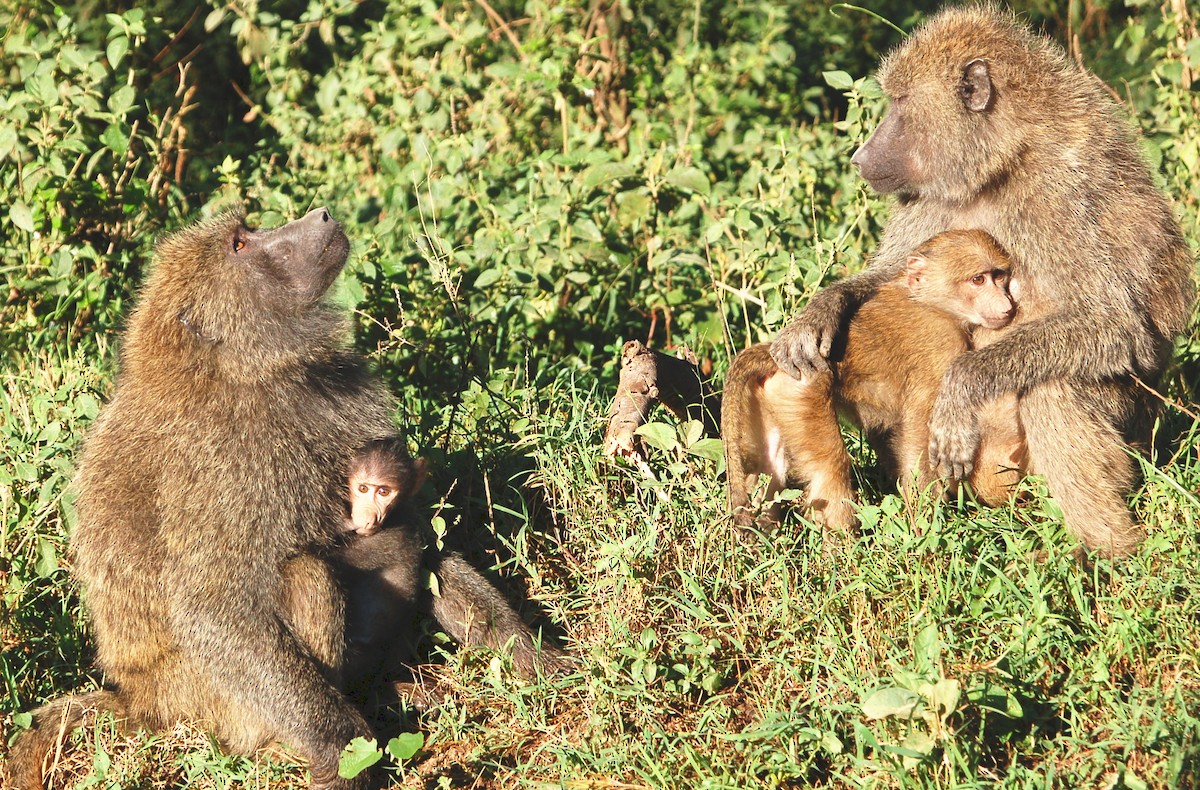 Babouins - ML646419427