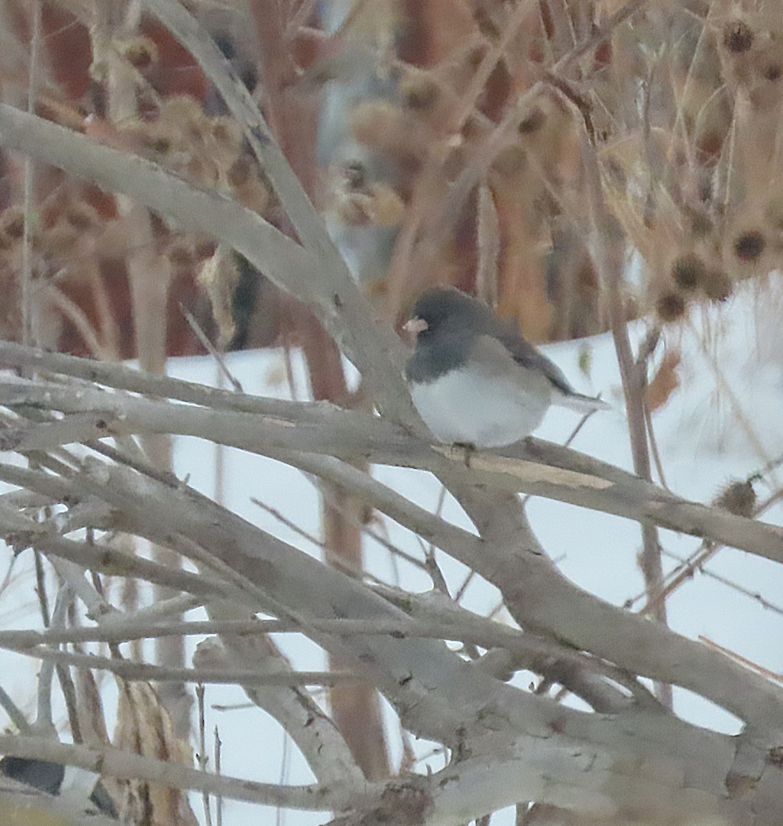 Junco ardoisé (groupe oreganus) - ML646419432