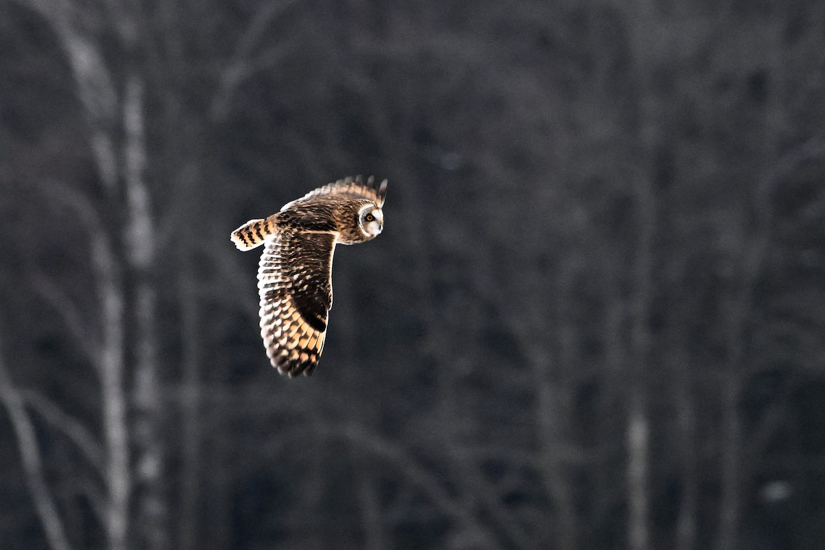 Short-eared Owl - ML646419435