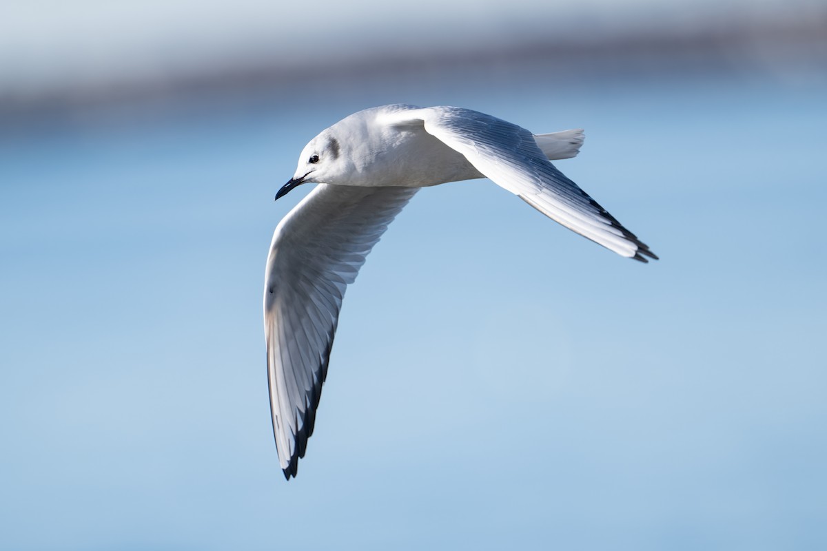 Bonapartemöwe - ML646419437