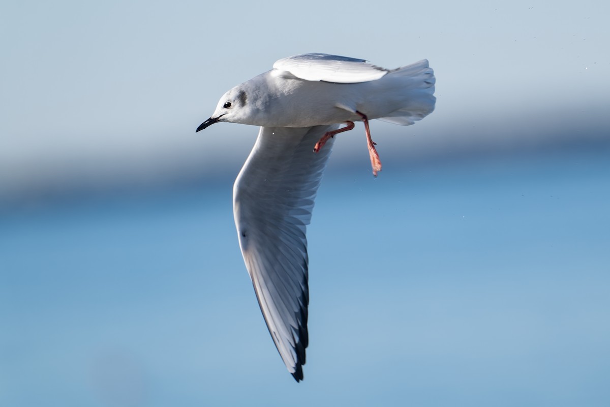 Bonapartemöwe - ML646419438