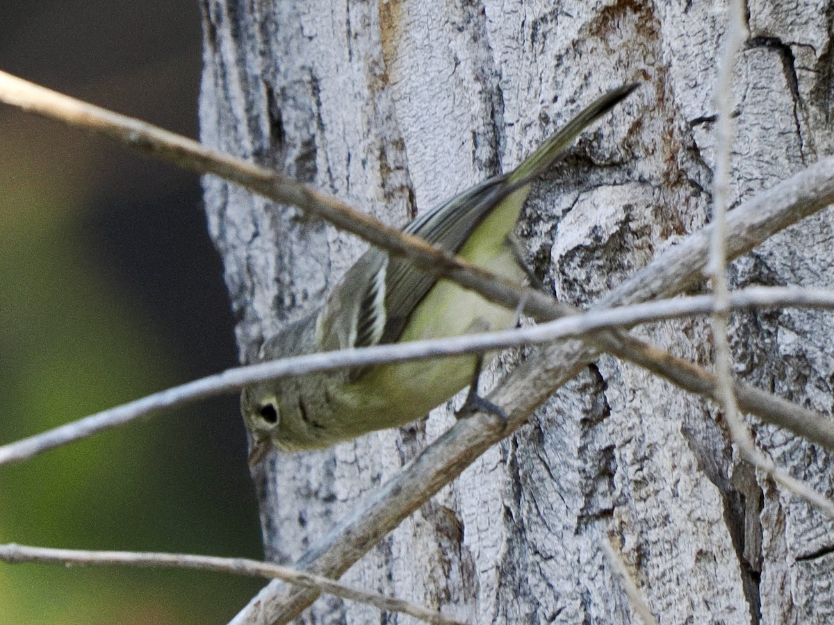 Hutton's Vireo - ML646419442