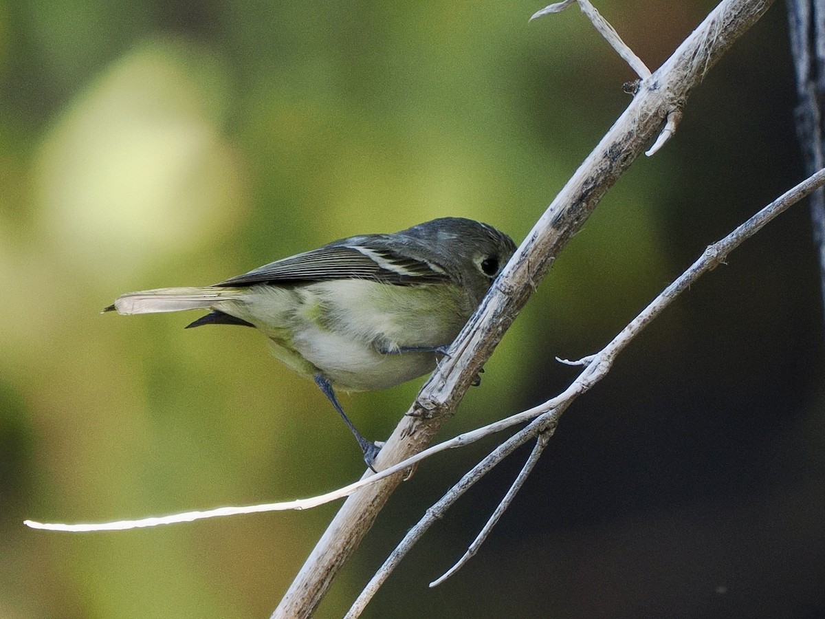 Hutton's Vireo - ML646419443