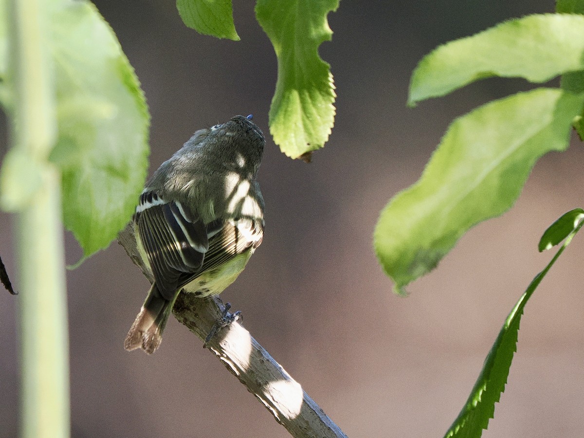 Hutton's Vireo - ML646419444
