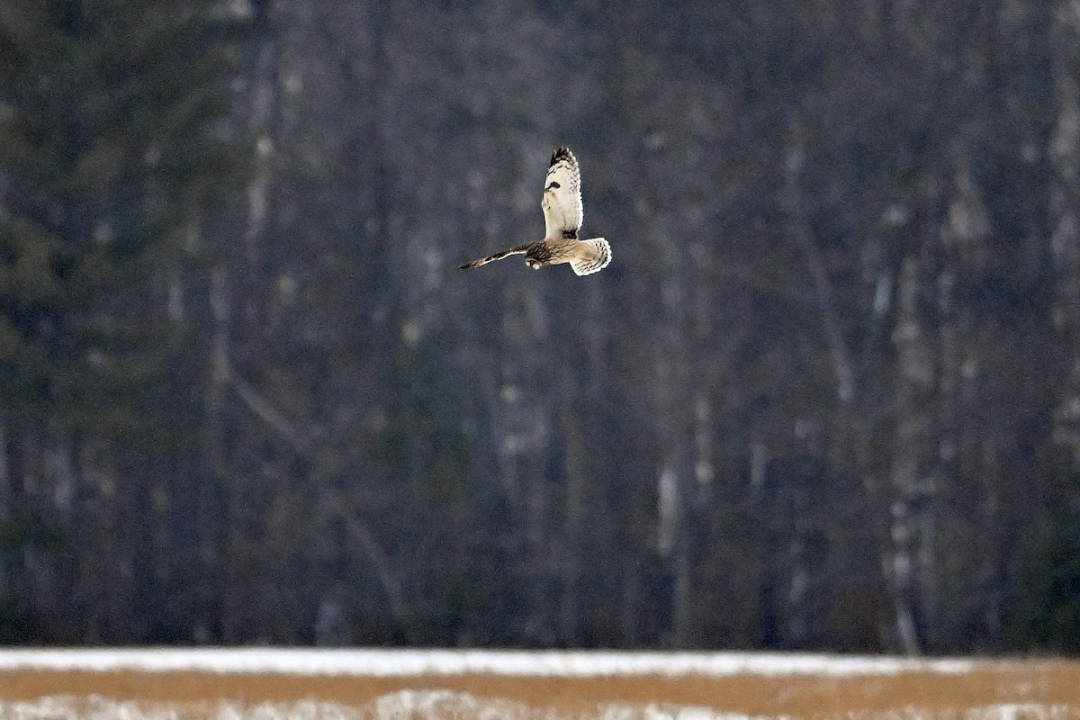 Short-eared Owl - ML646419458