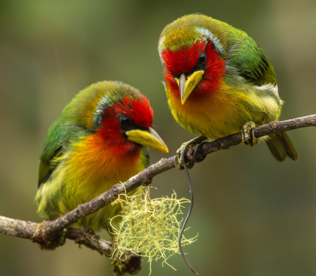 vousák andský - ML646419459