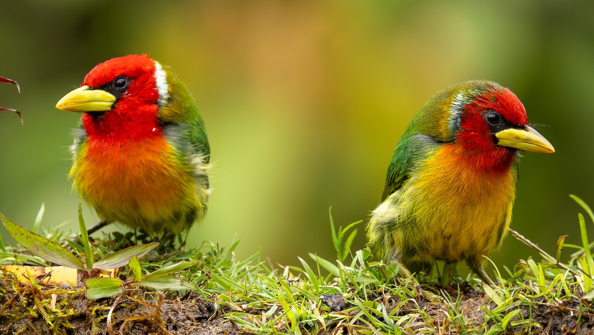 vousák andský - ML646419460