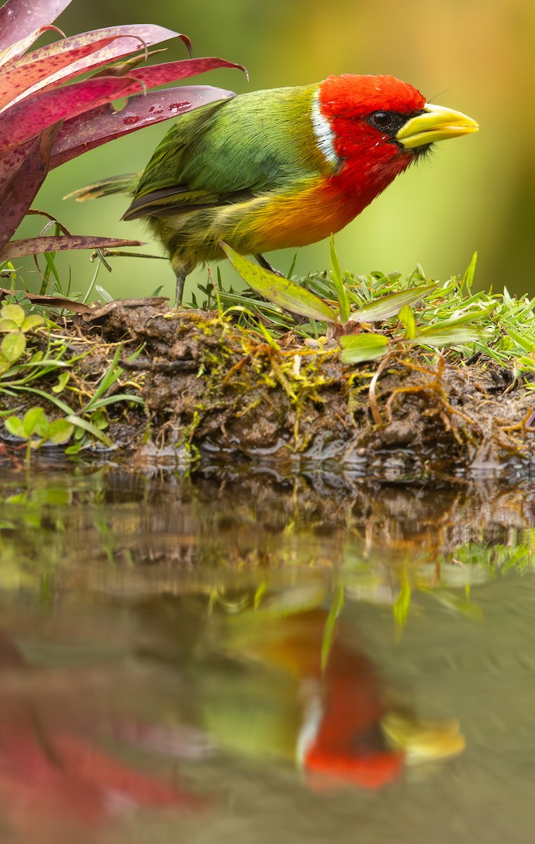 vousák andský - ML646419461