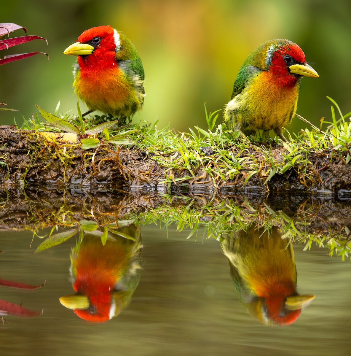 vousák andský - ML646419462