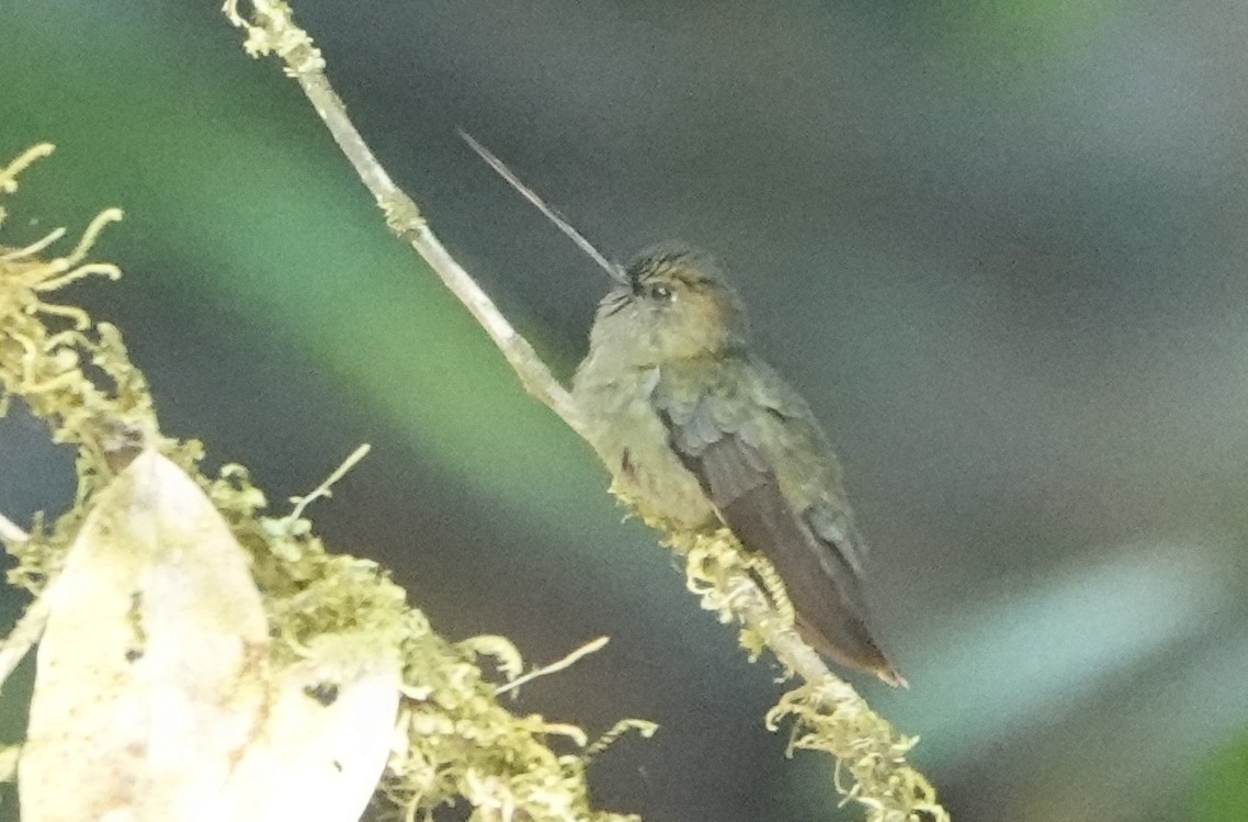 kolibřík zelenočelý - ML646419464