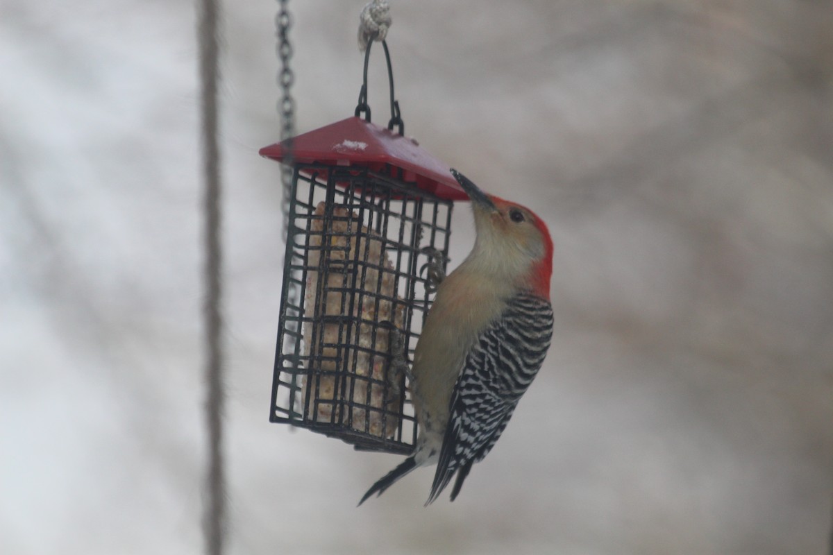 Red-bellied Woodpecker - ML646419465